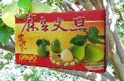 【青韻】麻豆文旦 10 斤裝